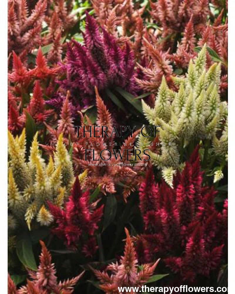 Celosia spicata Celway™ Mix | Cockscomb therapyofflowers.com