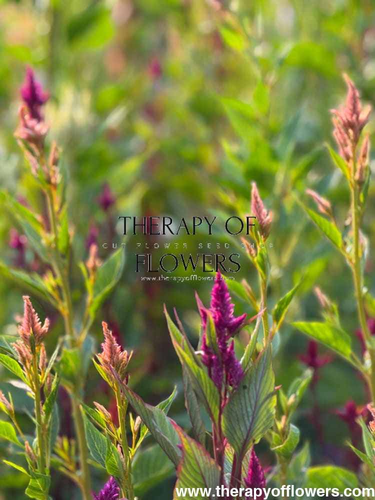 Celosia spicata Celway™ Mix | Cockscomb therapyofflowers.com