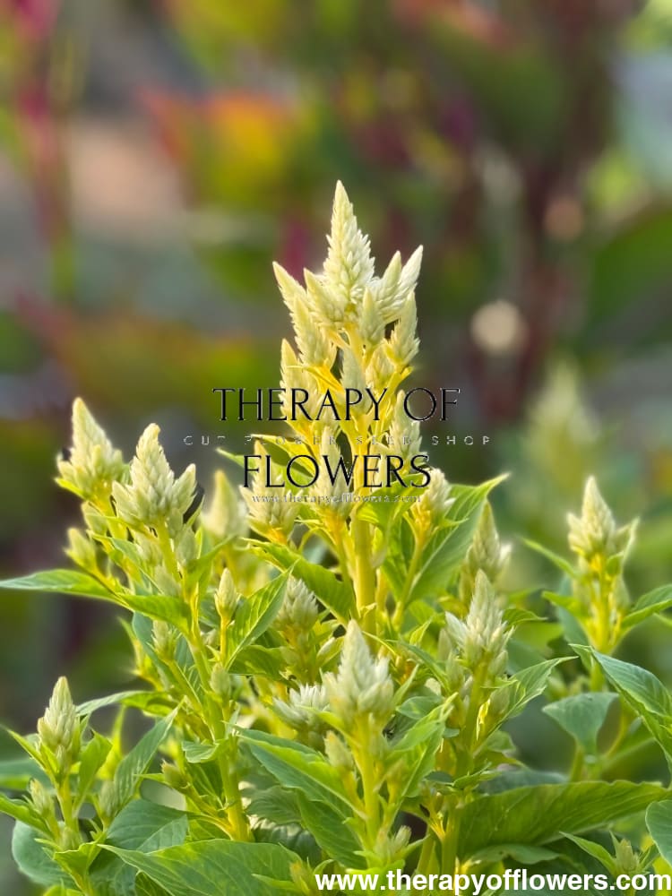 Celosia spicata Celway™ Mix | Cockscomb therapyofflowers.com