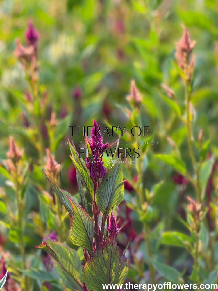 Celosia spicata Celway™ Mix | Cockscomb therapyofflowers.com