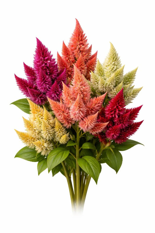 Celosia spicata Celway™ Mix | Wheat Celosia therapyofflowers.com
