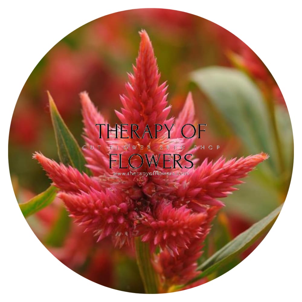 Celosia spicata Celway Orange.