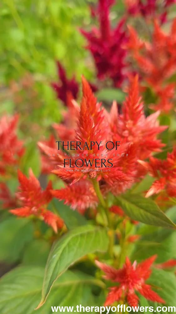 Celosia spicata Celway Orange.
