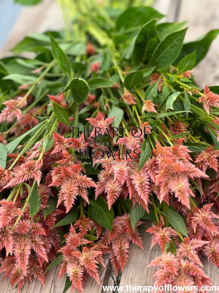 Celosia spicata Celway Salmon therapyofflowers.com