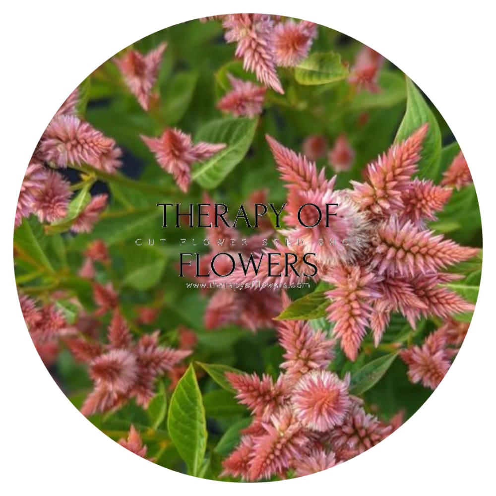 Celosia spicata Celway Salmon.