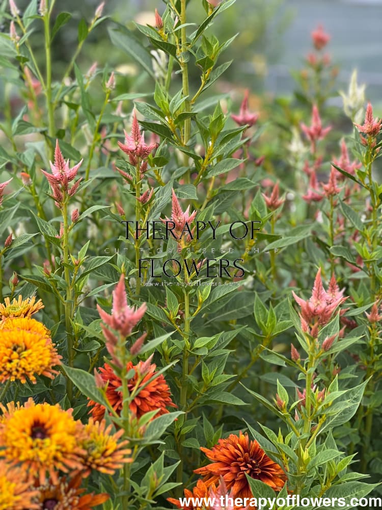 Celosia spicata Celway Salmon.