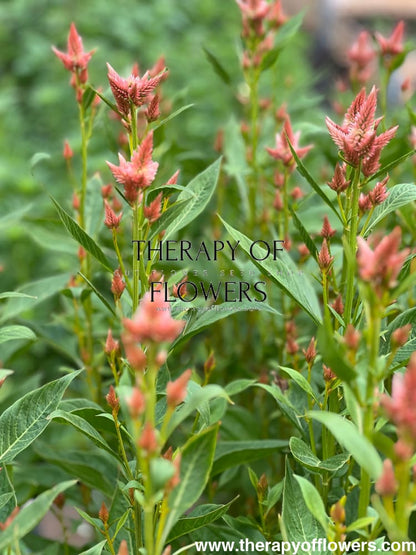 Celosia spicata Celway Salmon.