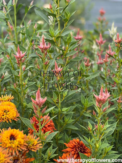Celosia spicata Celway Salmon.