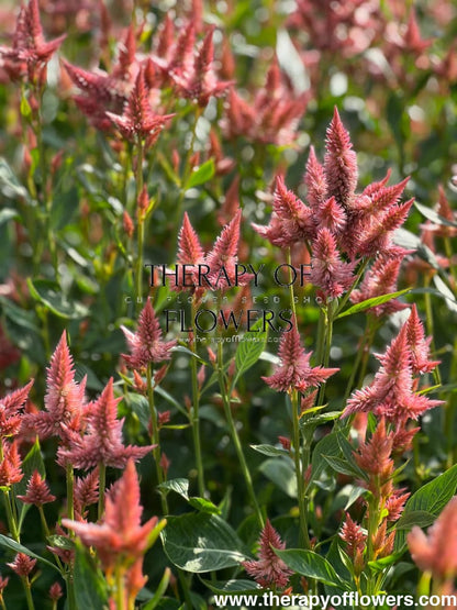 Celosia spicata Celway Salmon therapyofflowers.com
