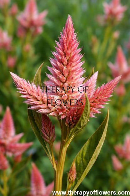 Celosia spicata Celway™ Salmon | Wheat Celosia | Cut Flower therapyofflowers.com