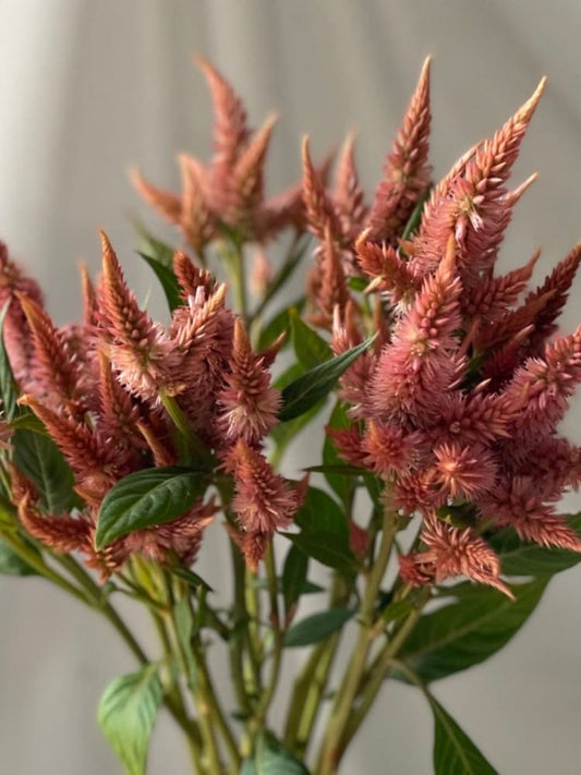 Celosia spicata Celway™ Terracotta | Pelleted seed therapyofflowers.com