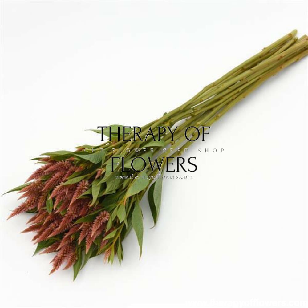 Celosia spicata Celway Terracotta.