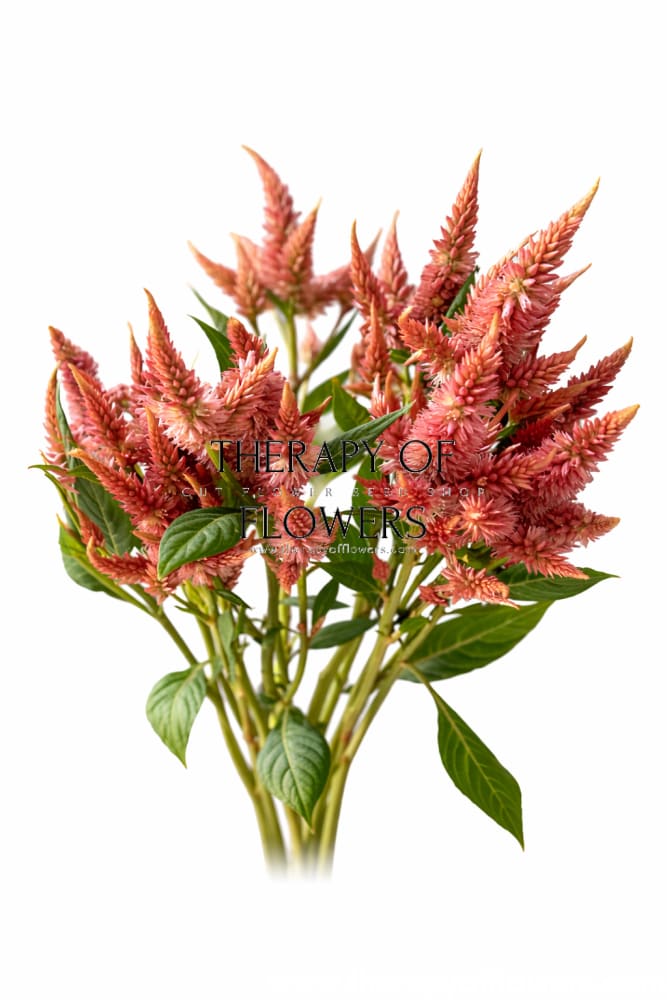 Celosia spicata Celway™ Terracotta | Wheat Celosia | Cut Flower therapyofflowers.com