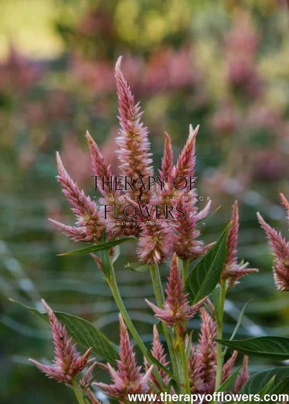 Celosia spicata Celway™ Terracotta | Wheat Celosia | Cut Flower therapyofflowers.com