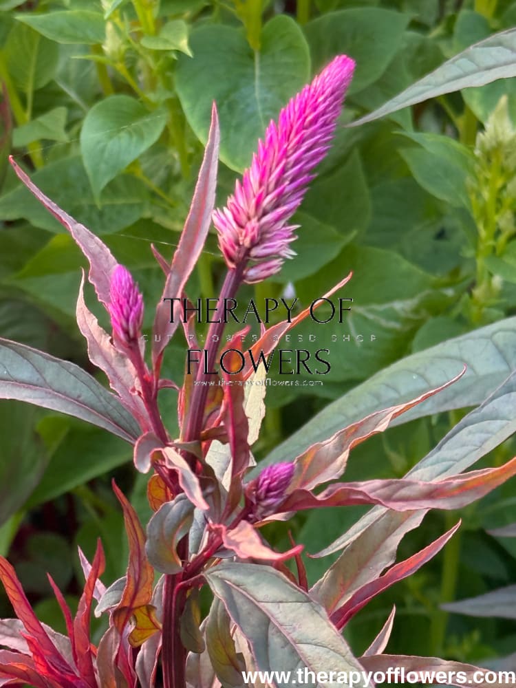 Celosia spicata Flamingo Purple therapyofflowers.com