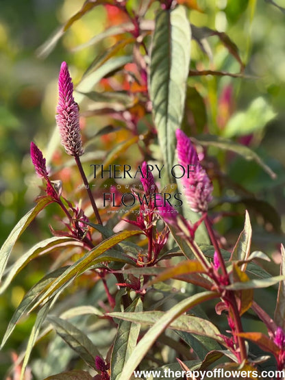 Celosia spicata Flamingo Purple | Wheat Celosia therapyofflowers.com