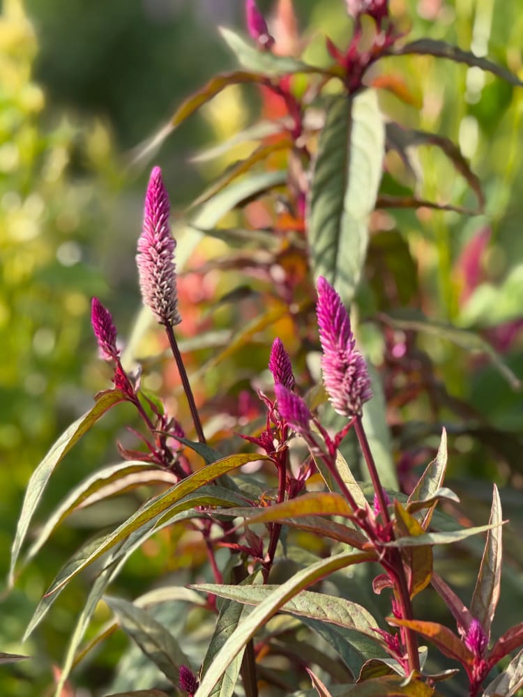 Celosia spicata Flamingo Purple | Wheat Celosia therapyofflowers.com