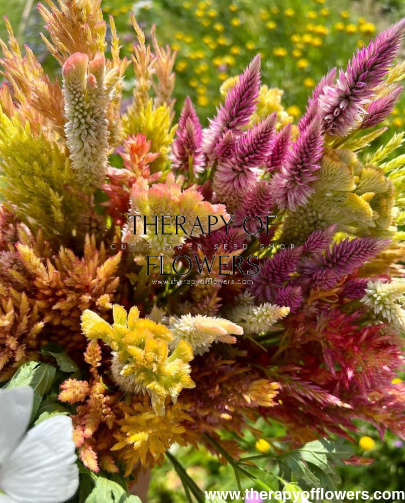 Celosia spicata Flamingo therapyofflowers.com