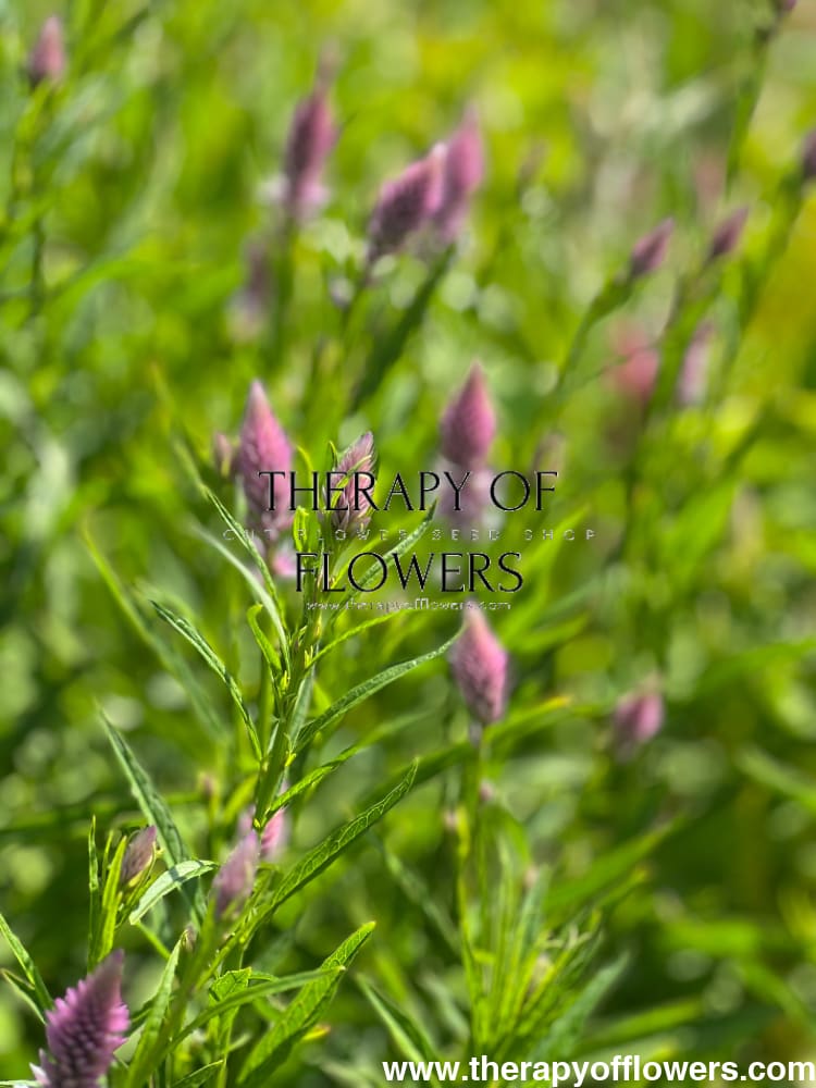 Celosia spicata Flamingo therapyofflowers.com