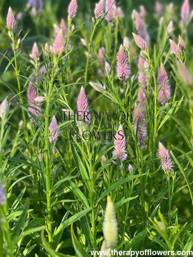 Celosia spicata Flamingo therapyofflowers.com
