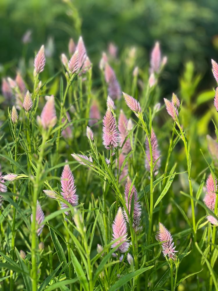 Celosia spicata Flamingo therapyofflowers.com
