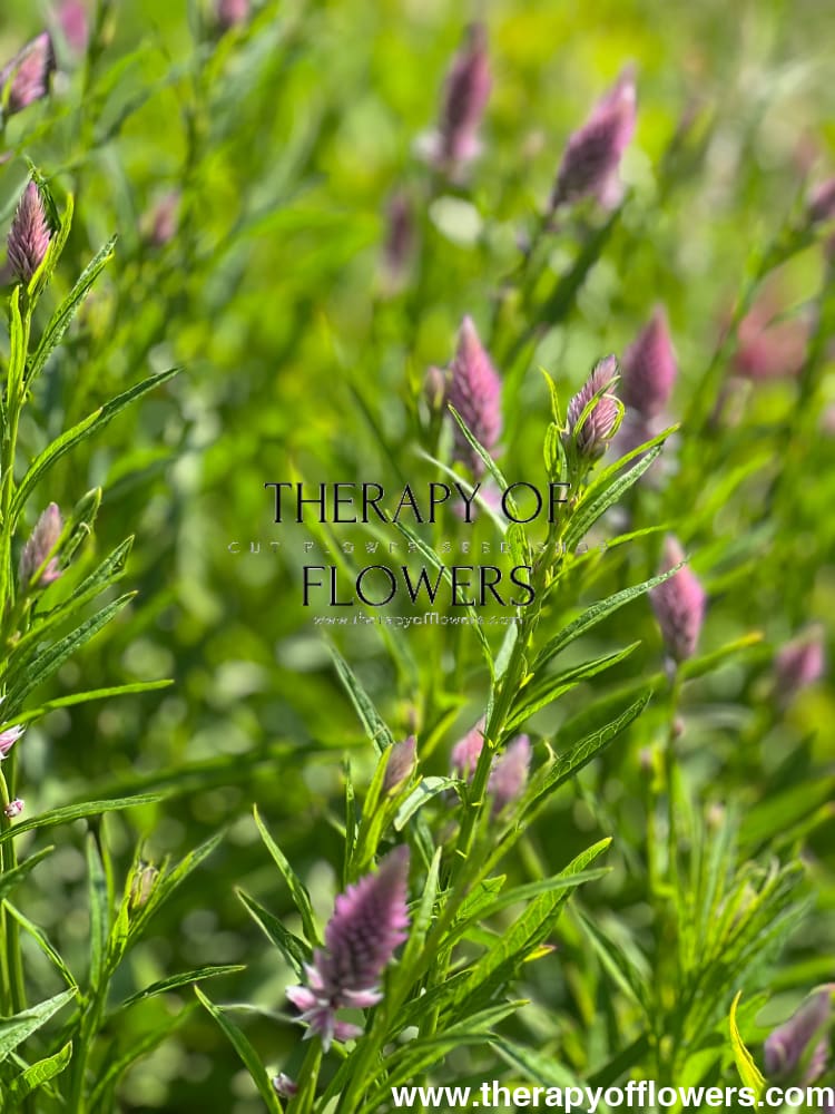 Celosia spicata Flamingo therapyofflowers.com
