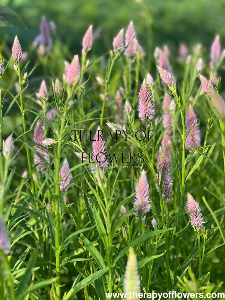 Celosia spicata Flamingo therapyofflowers.com