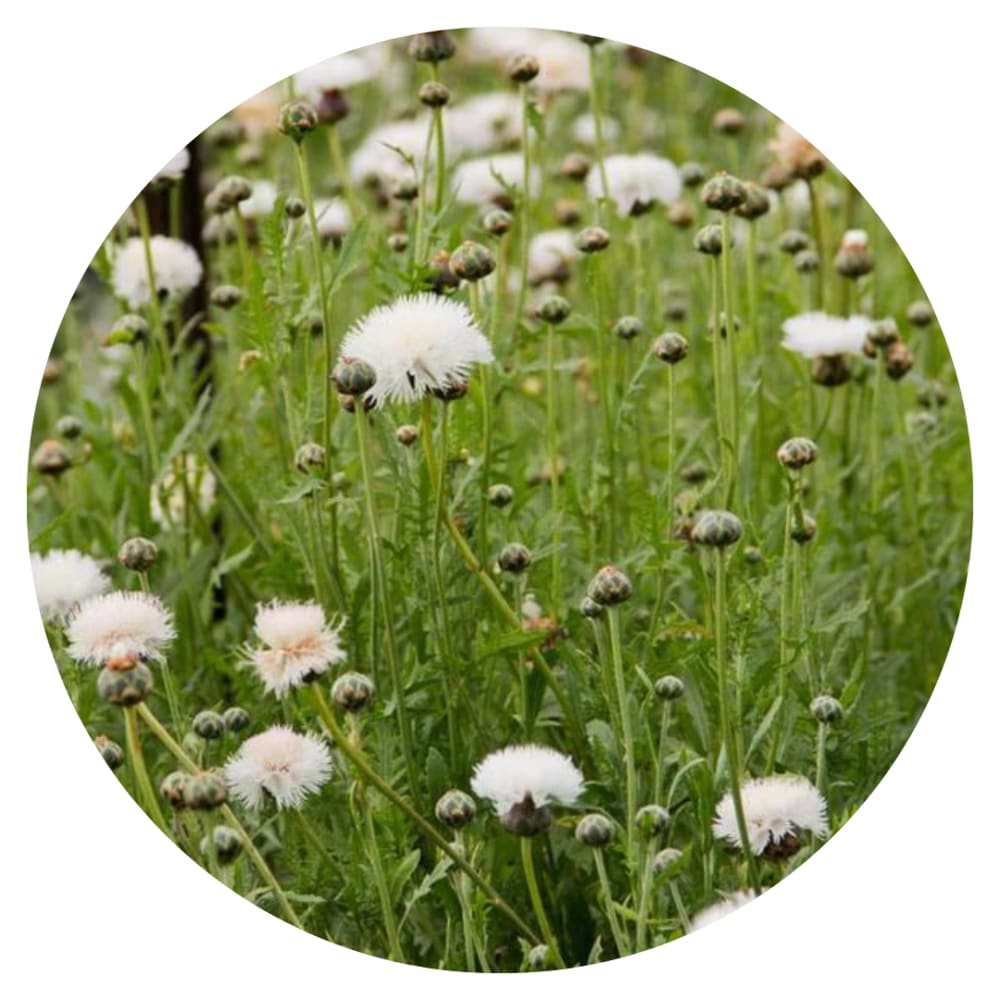 Centaurea moschata imperialis | Sweet Sultan THE BRIDE therapyofflowers.com