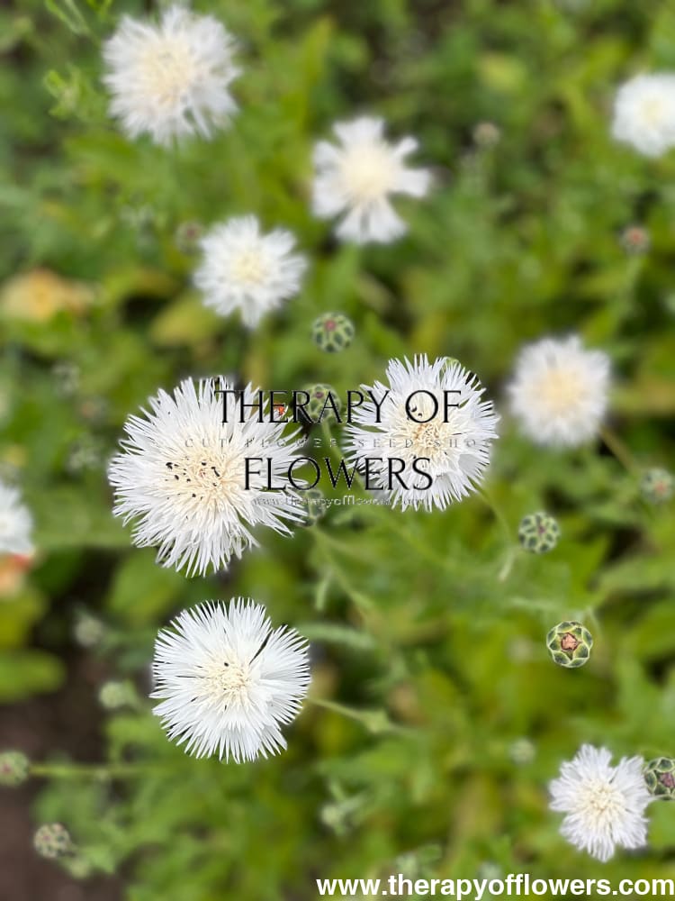 Centaurea moschata imperialis | Sweet Sultan THE BRIDE therapyofflowers.com