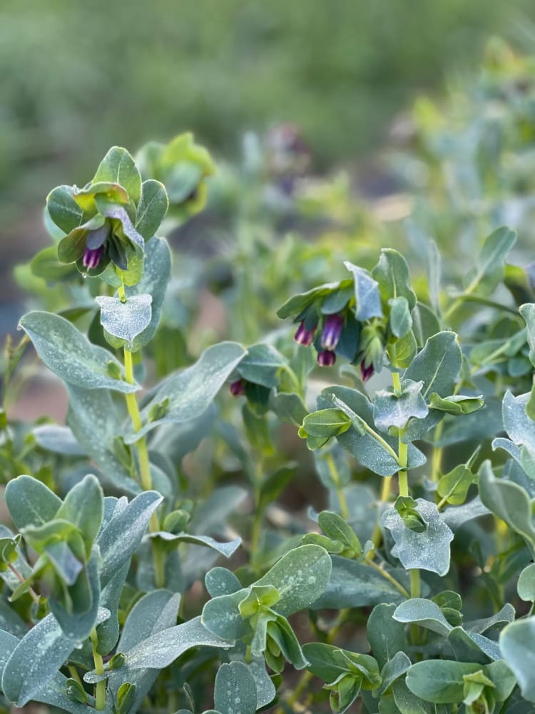 Cerinthe major purpurascens Kiwi Blue | Honeywort therapyofflowers.com