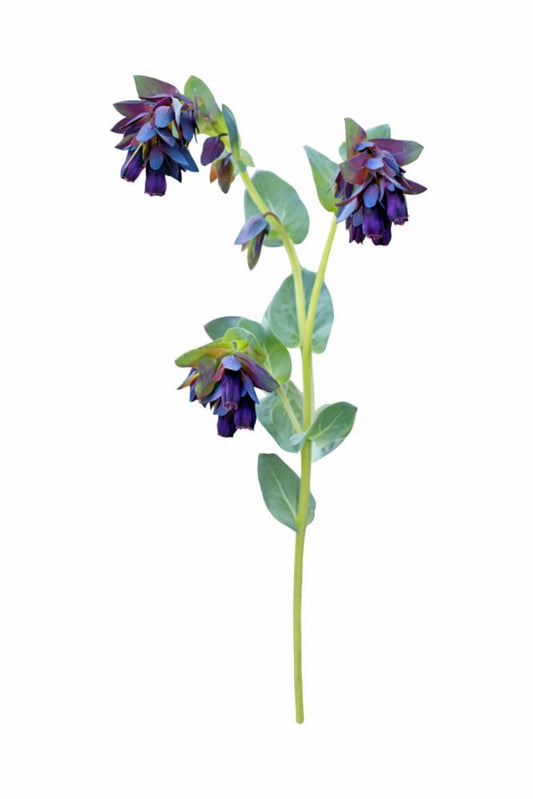 Cerinthe major purpurascens Kiwi Blue | Honeywort therapyofflowers.com