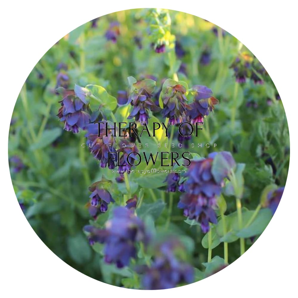 Cerinthe major purpurascens Kiwi Blue | Honeywort therapyofflowers.com