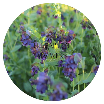 Cerinthe major purpurascens Kiwi Blue | Honeywort therapyofflowers.com