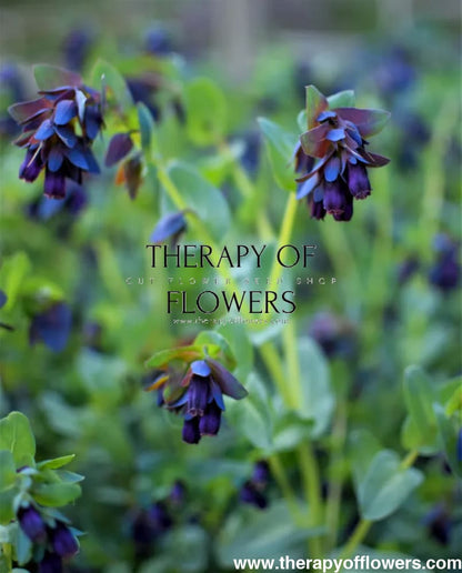 Cerinthe major purpurascens Kiwi Blue | Honeywort therapyofflowers.com