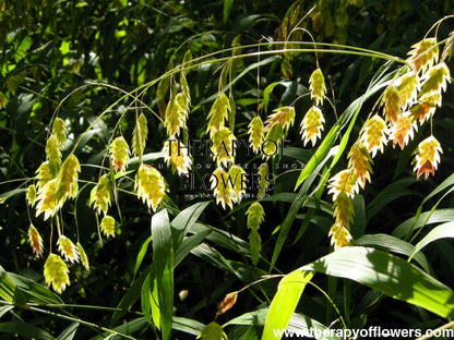Chasmanthium latifolium Green Dangles | Spangle Grass |  Sea Oats therapyofflowers.com