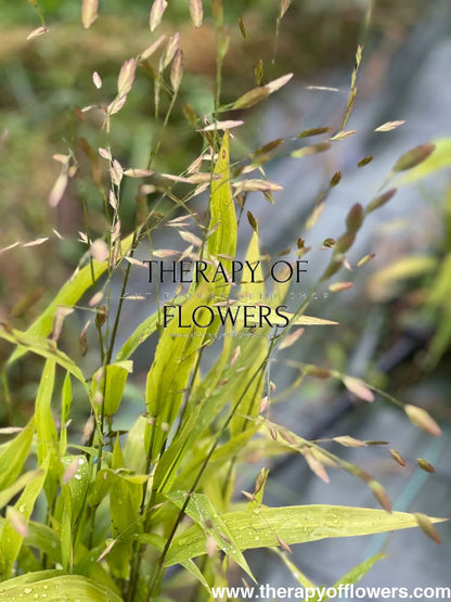 Chasmanthium latifolium Green Dangles | Spangle Grass |  Sea Oats therapyofflowers.com