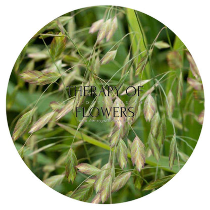 Chasmanthium latifolium Green Dangles | Spangle Grass |  Sea Oats therapyofflowers.com