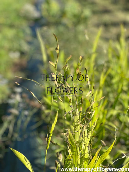 Chasmanthium latifolium Green Dangles | Spangle Grass |  Sea Oats therapyofflowers.com