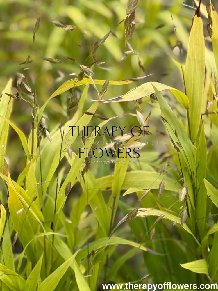 Chasmanthium latifolium Green Dangles | Spangle Grass |  Sea Oats therapyofflowers.com