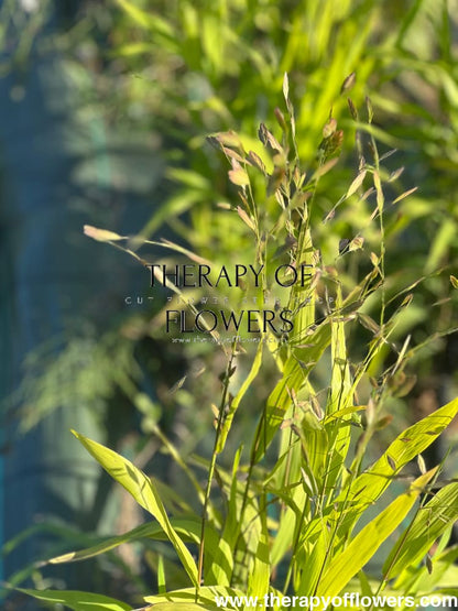 Chasmanthium latifolium Green Dangles | Spangle Grass |  Sea Oats therapyofflowers.com