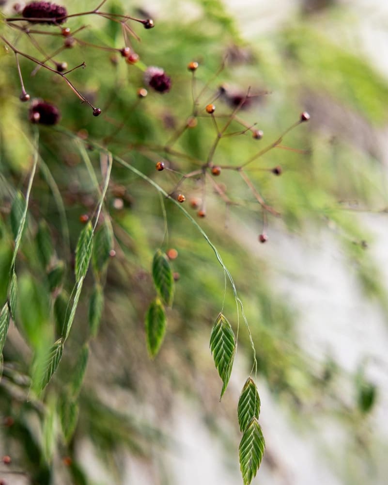 Chasmanthium latifolium Green Dangles | Spangle Grass |  Sea Oats therapyofflowers.com