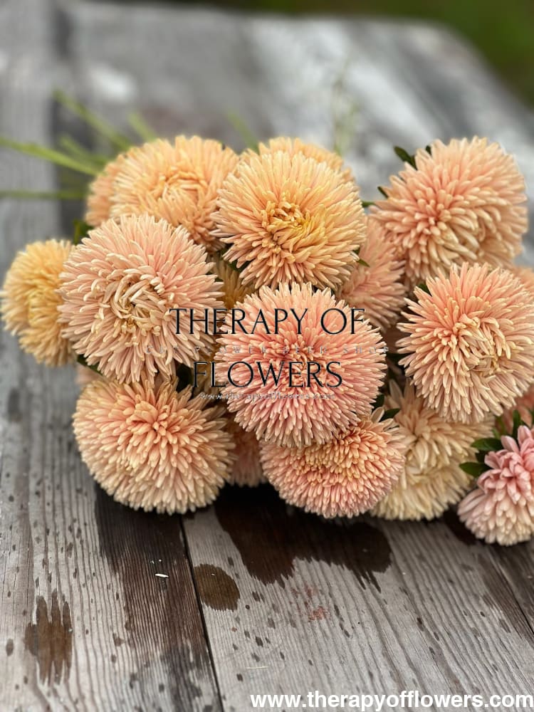 China Aster Chrisantella Autumn Forest | Callistephus chinensis therapyofflowers.com