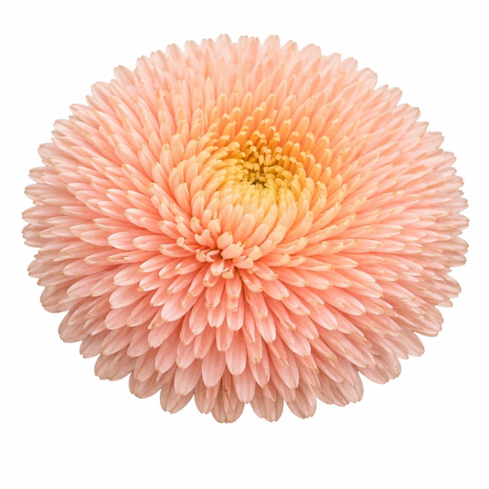 China Aster Chrisantella Autumn Forest | Callistephus chinensis - 30 seeds / 60-80 cm / Warm copper, amber, rose, and