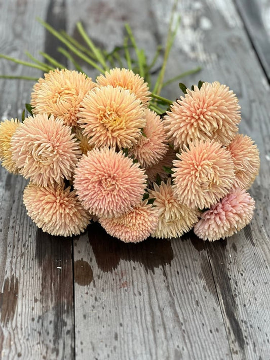 Aster Chrisantella Autumn Forest - 30 seeds / 60-80 cm - Seeds