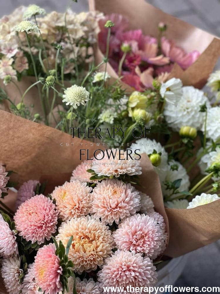 Aster Chrisantella Autumn Forest - 30 seeds / 60-80 cm - Seeds