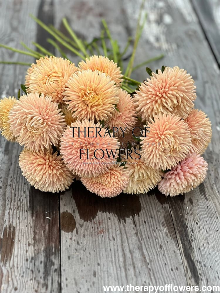 Aster Chrisantella Autumn Forest - 30 seeds / 60-80 cm - Seeds