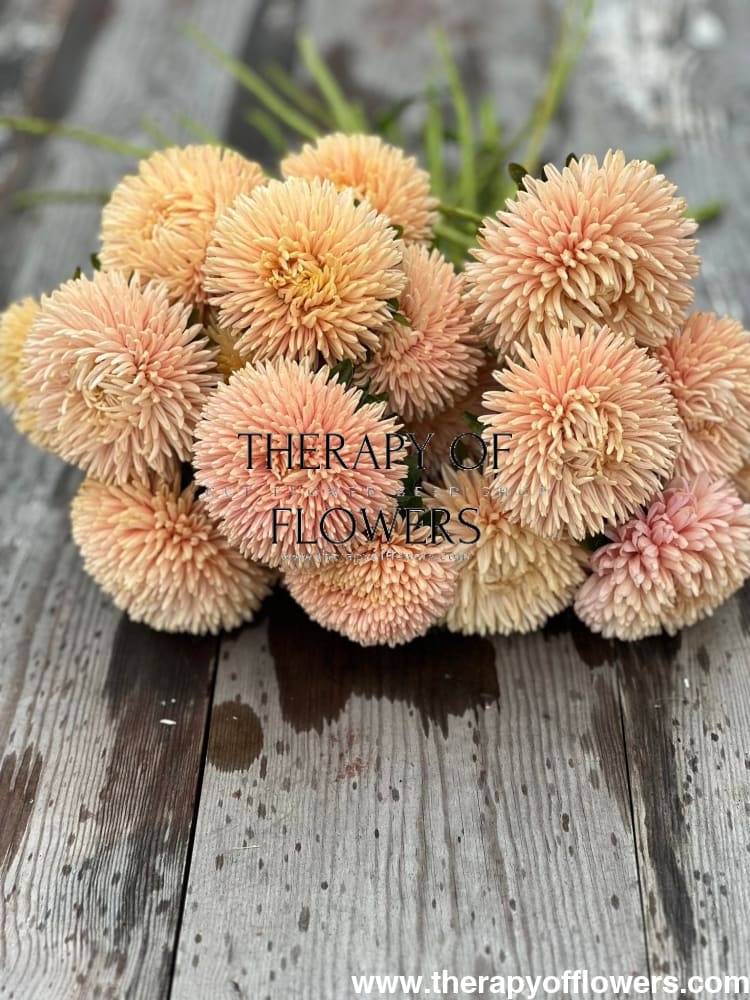 Aster Chrisantella Autumn Forest - 30 seeds / 60-80 cm - Seeds