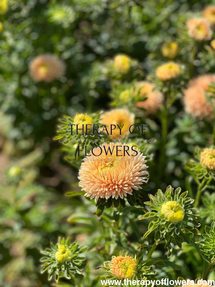 Aster Chrisantella Autumn Forest - 30 seeds / 60-80 cm - Seeds