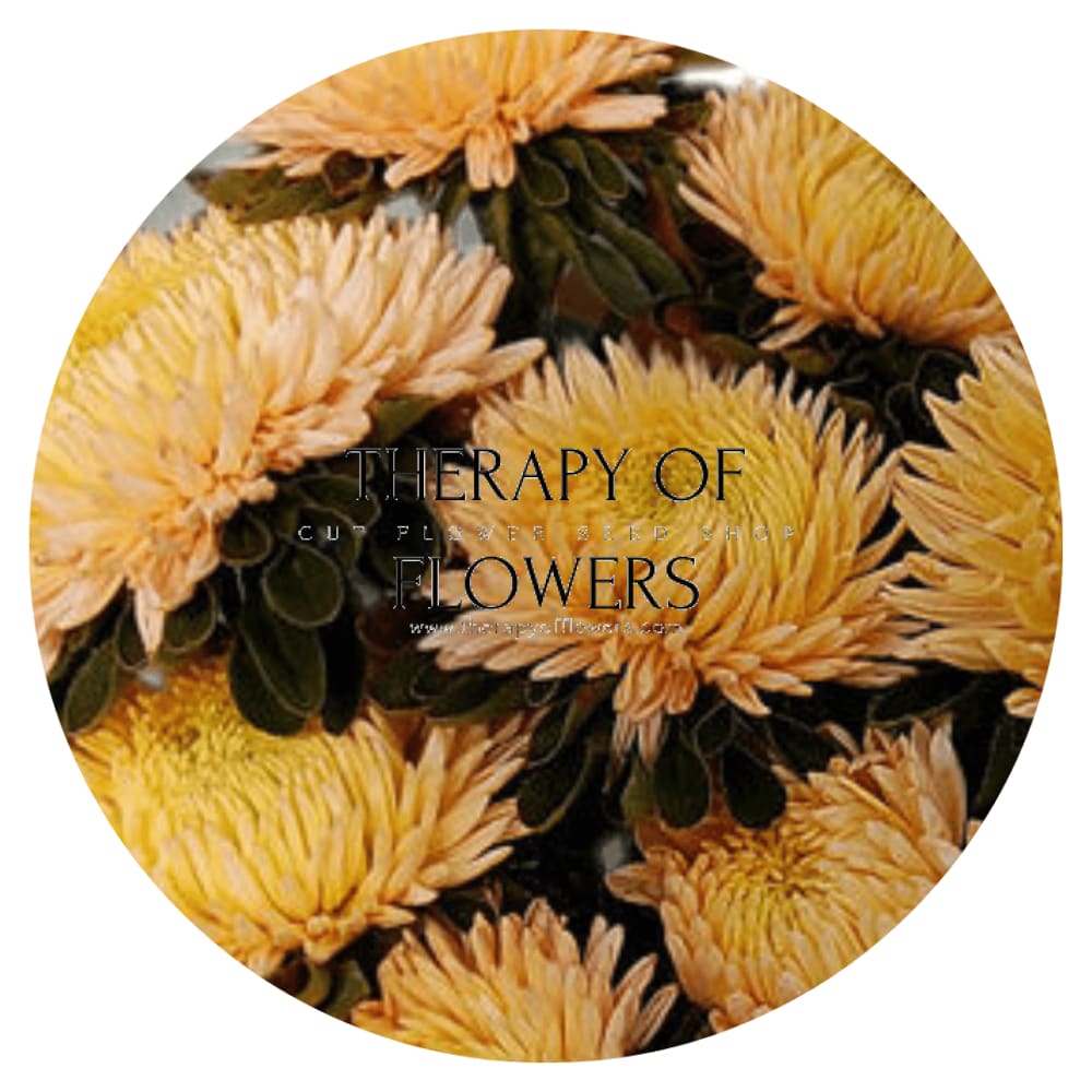 Aster Chrisantella Autumn Forest - 30 seeds / 60-80 cm - Seeds