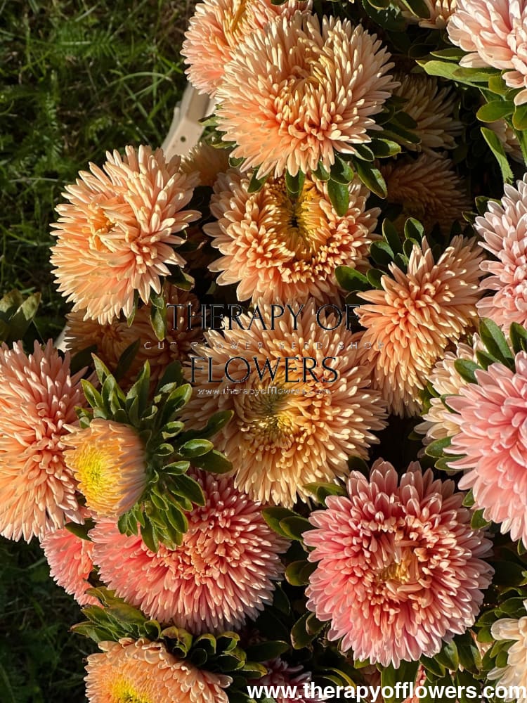 Aster Chrisantella Autumn Forest - 30 seeds / 60-80 cm - Seeds